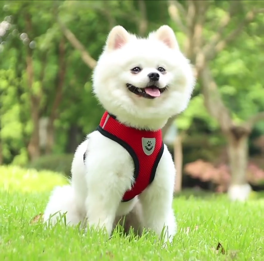 Charger la vidéo : &lt;p&gt;Watch how Pawdessey products are making life better for pets and their humans. From cozy beds to playful toys, hear directly from proud pet parents who trust us for comfort, quality, and care.&lt;br/&gt;&lt;/p&gt;